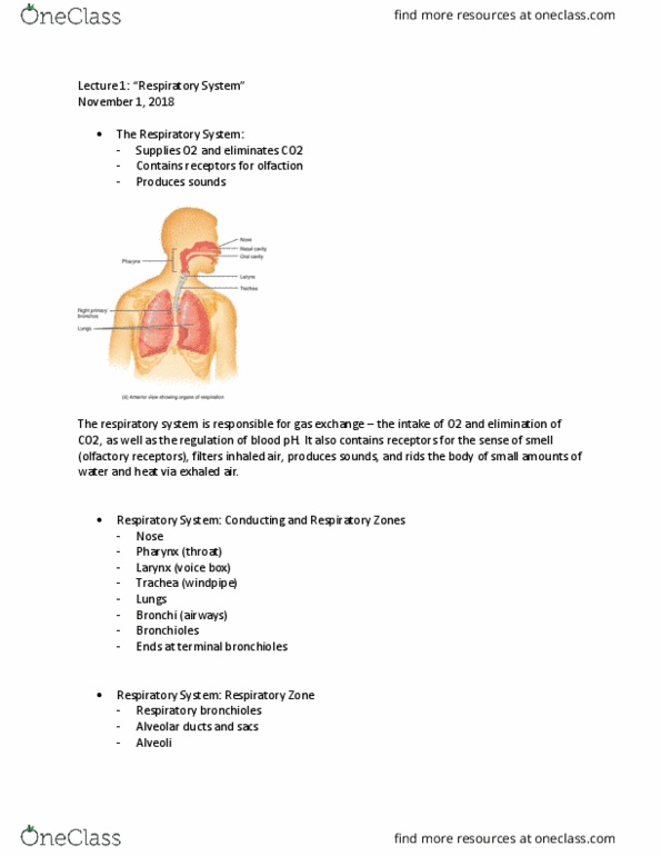 ANAT 1010 Lecture Notes - Lecture 1: Respiratory Tract, Bronchiole, Bronchus thumbnail