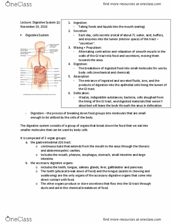 ANAT 1010 Lecture Notes - Lecture 5: Large Intestine, Smooth Muscle Tissue, Digestion thumbnail