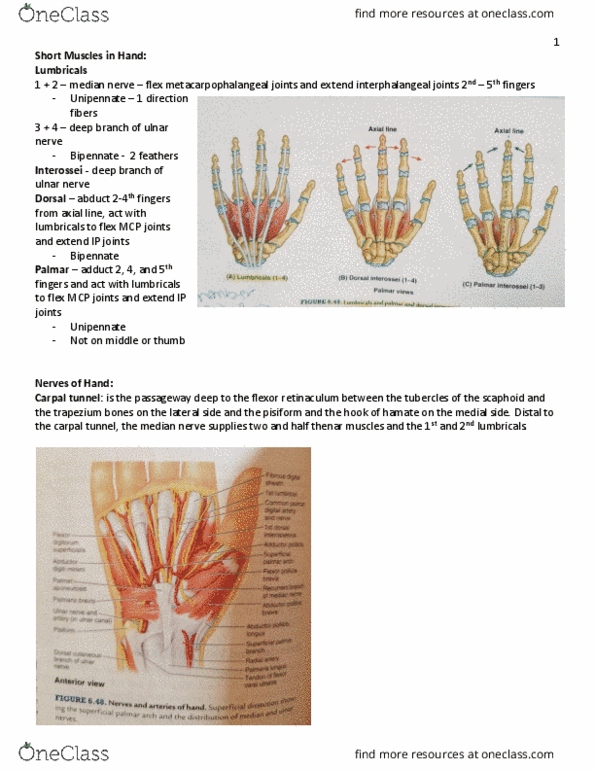 KIN 2320 Lecture Notes - Lecture 30: Carpal Tunnel, Ulnar Nerve, Lumbricals Of The Hand thumbnail