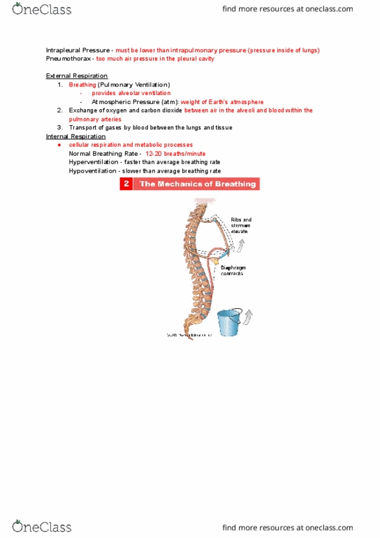 NURS 106 Lecture Notes - Lecture 33: Pulmonary Artery, Cellular Respiration, Pneumothorax thumbnail