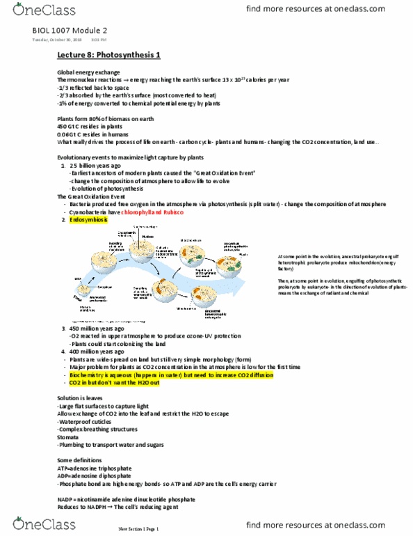 BIOL1007 Lecture Notes - Lecture 8: Nicotinamide Adenine Dinucleotide Phosphate, Great Oxygenation Event, Chemical Energy thumbnail