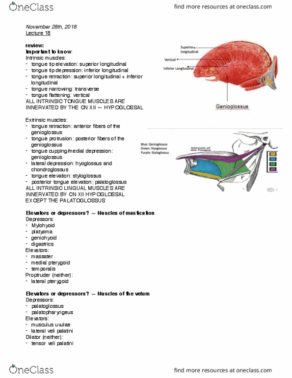 SAR SH 522 Lecture Notes - Lecture 18: Palatine Uvula, Medial Pterygoid Muscle, Palatoglossus Muscle thumbnail