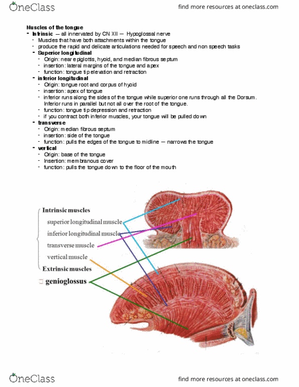 SAR SH 522 Lecture Notes - Lecture 17: Hypoglossal Nerve, Epiglottis, Facial Nerve thumbnail