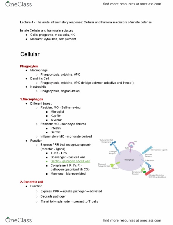 IMM250H1 Lecture Notes - Lecture 4: Lymph Node, Mast Cell, Natural Killer Cell thumbnail