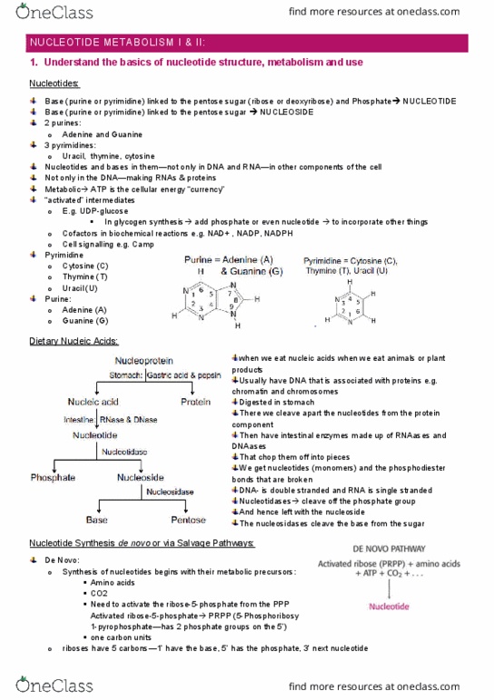 IMED1003 Lecture Notes - Lecture 40: Pyrimidine, Nucleotidase, Phosphoribosyl Pyrophosphate thumbnail