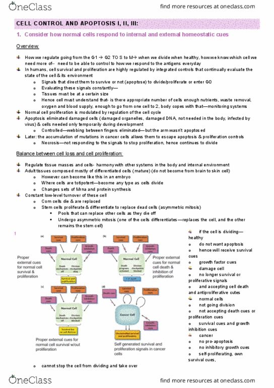 IMED1004 Lecture 59: 11.1 Apoptosis I, II, III thumbnail