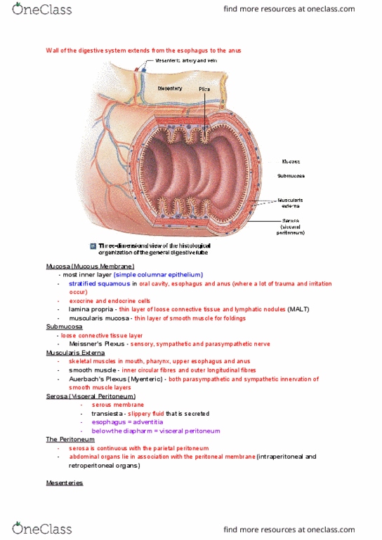 NURS 106 Lecture Notes - Lecture 34: Stratified Squamous Epithelium, Muscularis Mucosae, Simple Columnar Epithelium thumbnail