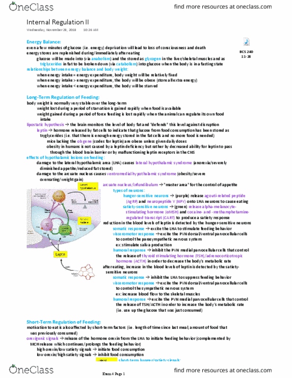 BCS 240 Lecture Notes - Lecture 31: Lateral Hypothalamus, Parvocellular Cell, Parasympathetic Nervous System thumbnail