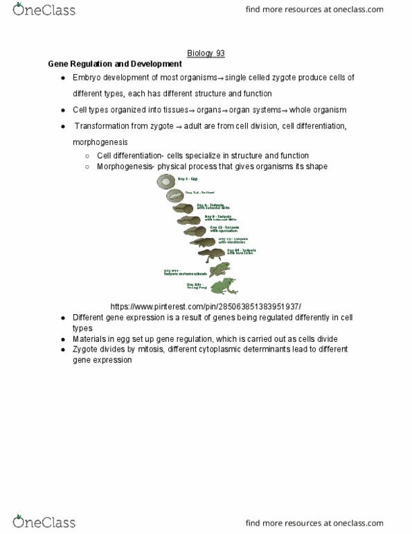 BIO SCI 93 Lecture Notes - Lecture 28: Morphogenesis, Mitosis, Myod thumbnail