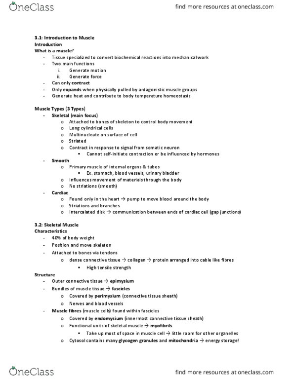 BIOL273 Lecture Notes - Lecture 14: Myocyte, Ultimate Tensile Strength, Muscle Contraction thumbnail