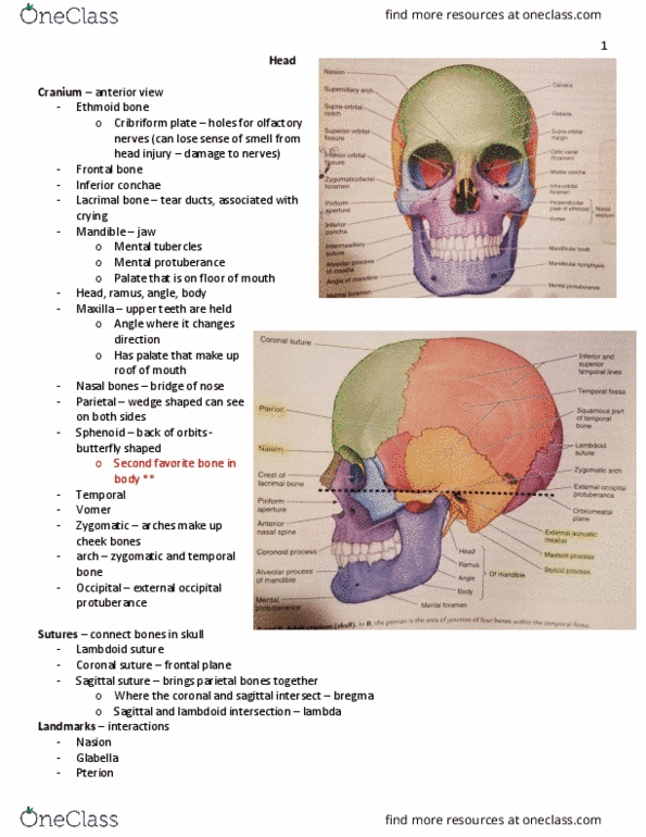KIN 2320 Lecture Notes - Lecture 32: External Occipital Protuberance, Sagittal Suture, Coronal Suture thumbnail