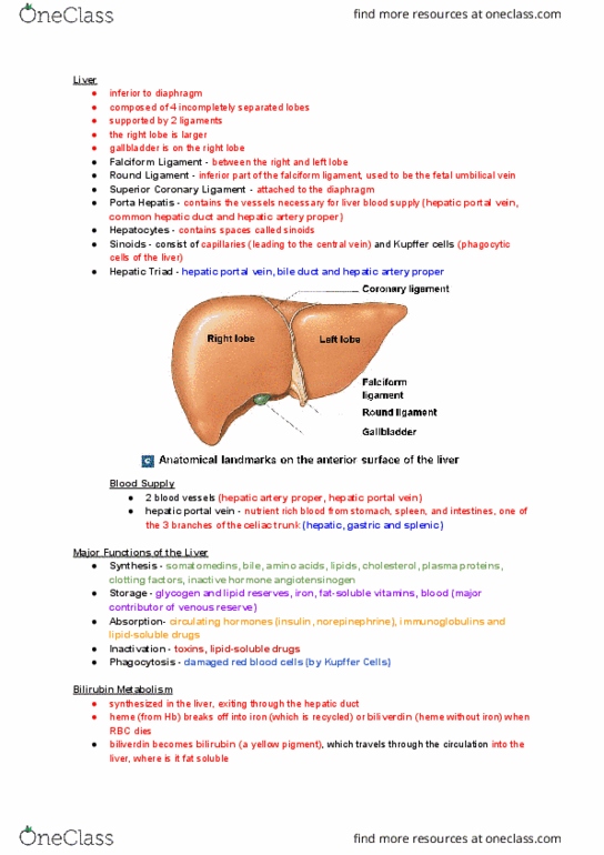 NURS 106 Lecture Notes - Lecture 35: Common Hepatic Duct, Duodenum, Gallbladder thumbnail