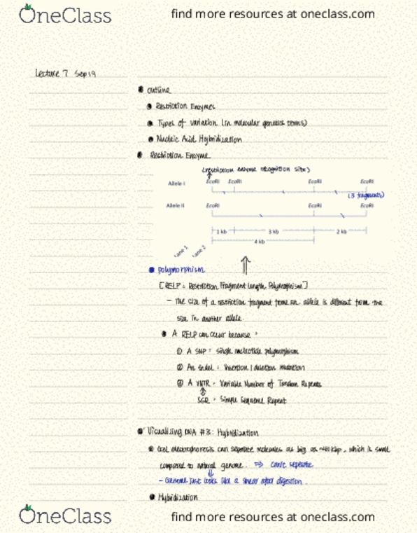 BIOLOGY 283 Lecture Notes - Lecture 7: Variable Number Tandem Repeat, Indel, Cell Nucleus thumbnail