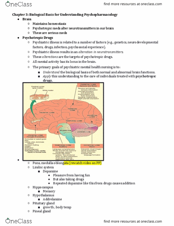NURS 3554 Lecture Notes - Lecture 6: Medulla Oblongata, Pineal Gland, Pituitary Gland thumbnail