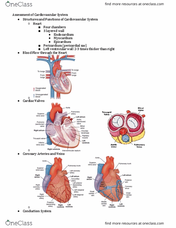 NURS 3664 Lecture Notes - Lecture 7: Pericardium, Heart Valve, Circulatory System thumbnail