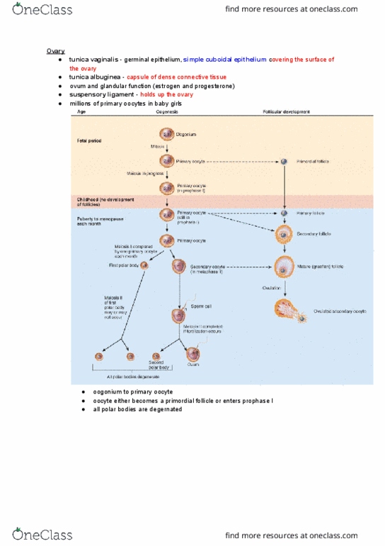 NURS 106 Lecture Notes - Lecture 37: Tunica Vaginalis, Folliculogenesis, Oocyte thumbnail