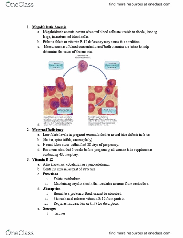 NUTR 132 Lecture Notes - Lecture 8: Vitamin B12 Deficiency, Megaloblastic Anemia, Neural Tube Defect thumbnail