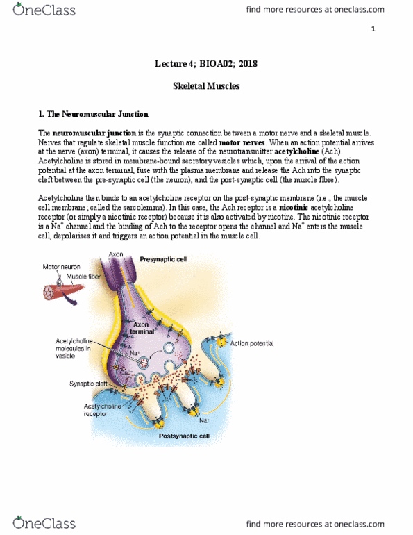 BIOA02H3 Lecture Notes - Lecture 4: Nicotinic Acetylcholine Receptor, Neuromuscular Junction, Skeletal Muscle thumbnail