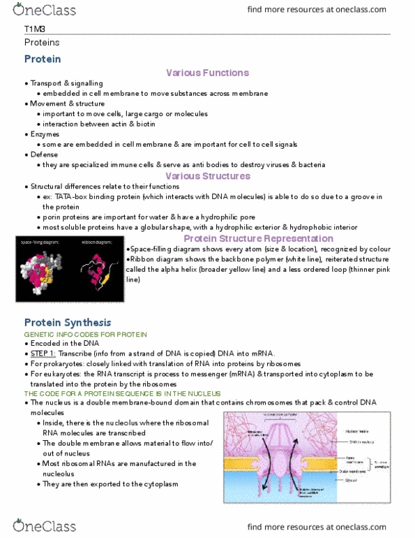 BIOLOGY 1A03 Lecture Notes - Lecture 3: Ribbon Diagram, Globular Protein, Nucleolus thumbnail