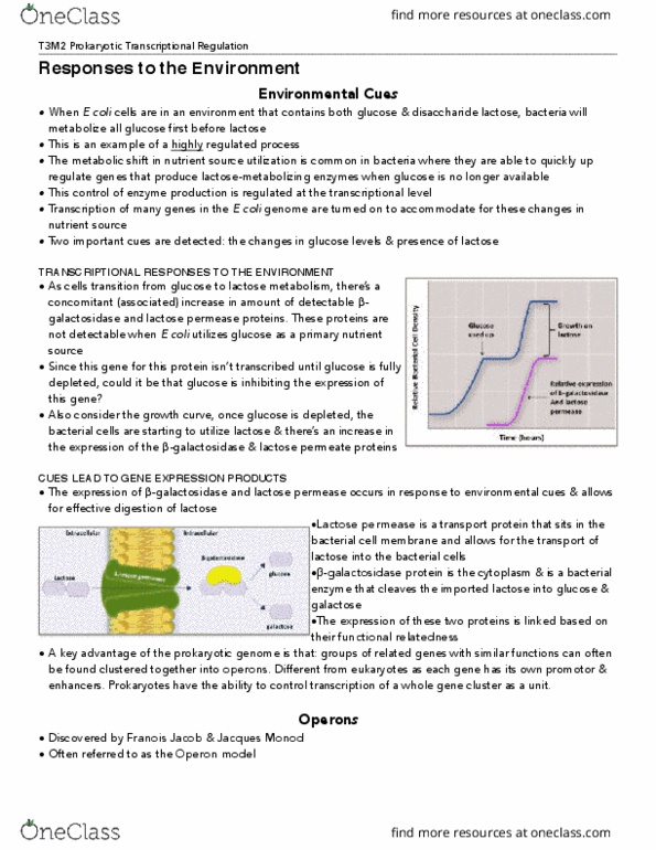 BIOLOGY 1A03 Lecture Notes - Lecture 13: Lactose Permease, Operon, Prokaryote thumbnail