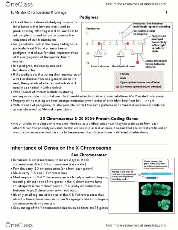 BIOLOGY 1A03 Lecture Notes - Lecture 22: Homologous Chromosome, Y Chromosome, Chromosome thumbnail