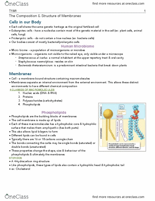 BIOLOGY 1A03 Lecture Notes - Lecture 1: Lipid Bilayer, Microbiota, Streptococcus thumbnail