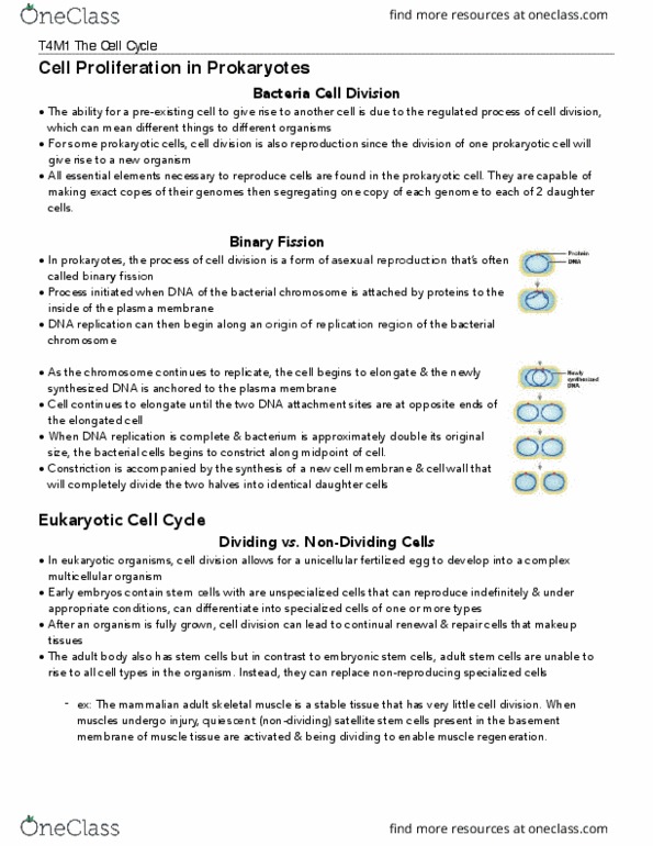 BIOLOGY 1A03 Lecture Notes - Lecture 16: Adult Stem Cell, Embryonic Stem Cell, Cell Cycle thumbnail