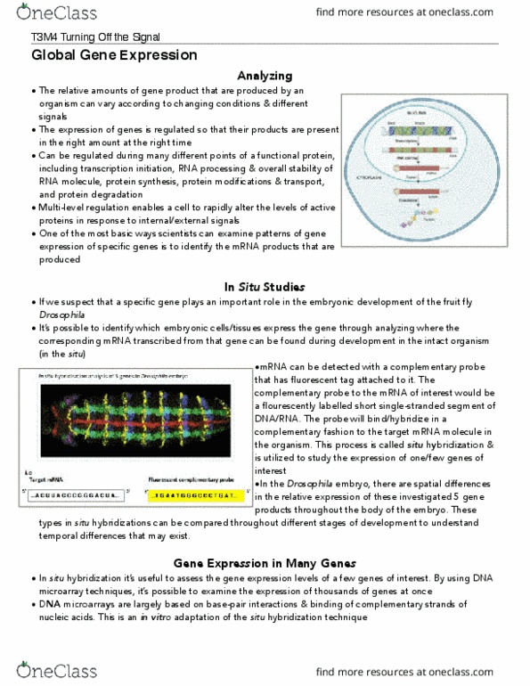 BIOLOGY 1A03 Lecture Notes - Lecture 15: In Situ Hybridization, Dna Microarray, Fluorescent Tag thumbnail