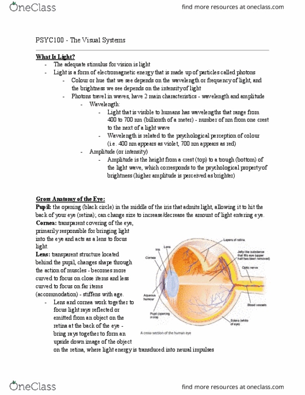 PSYC 100 Lecture Notes - Lecture 9: Color Vision, Radiant Energy, Cornea thumbnail