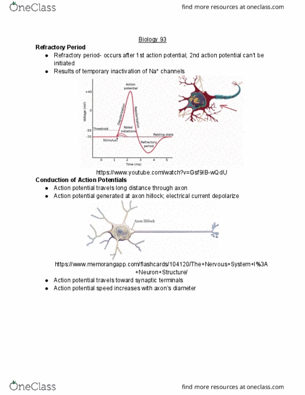 BIO SCI 93 Lecture Notes - Lecture 30: Axon Hillock, Action Potential, Electrical Synapse cover image