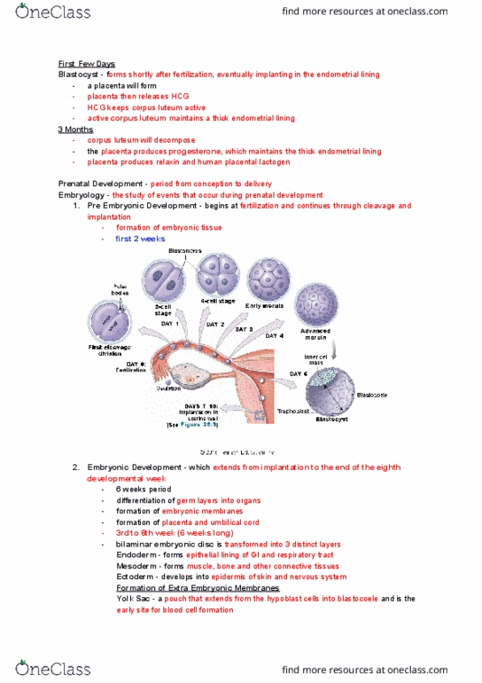 NURS 106 Lecture Notes - Lecture 38: Human Placental Lactogen, Corpus Luteum, Umbilical Cord thumbnail