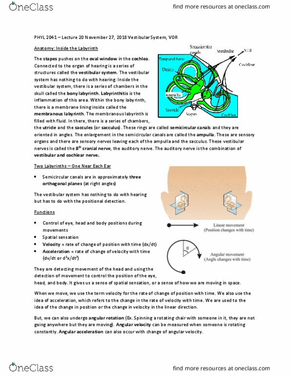PHYL 2041 Lecture Notes - Lecture 20: Bony Labyrinth, Semicircular Canals, Membranous Labyrinth thumbnail