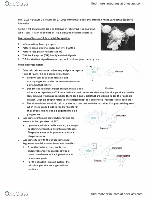 MICI 2100 Lecture Notes - Lecture 20: B-Cell Receptor, Adaptive Immune System, Phagolysosome thumbnail