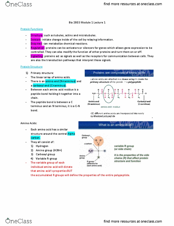 BIOLOGY 2B03 Lecture Notes - Lecture 1: Microtubule, Seta, Asparagine thumbnail