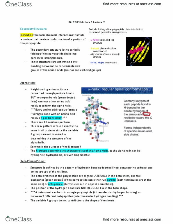BIOLOGY 2B03 Lecture Notes - Lecture 2: Beta Sheet, Carboxylic Acid, Protein Folding thumbnail