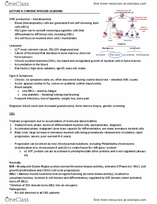 LIFESCI 3AA3 Lecture Notes - Lecture 15: Chronic Myelogenous Leukemia, Bone Marrow Examination, Sh3 Domain thumbnail