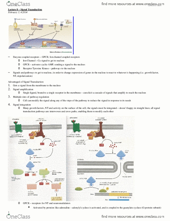 LIFESCI 3B03 Lecture Notes - Neurofibromatosis, Cyclic Adenosine Monophosphate thumbnail