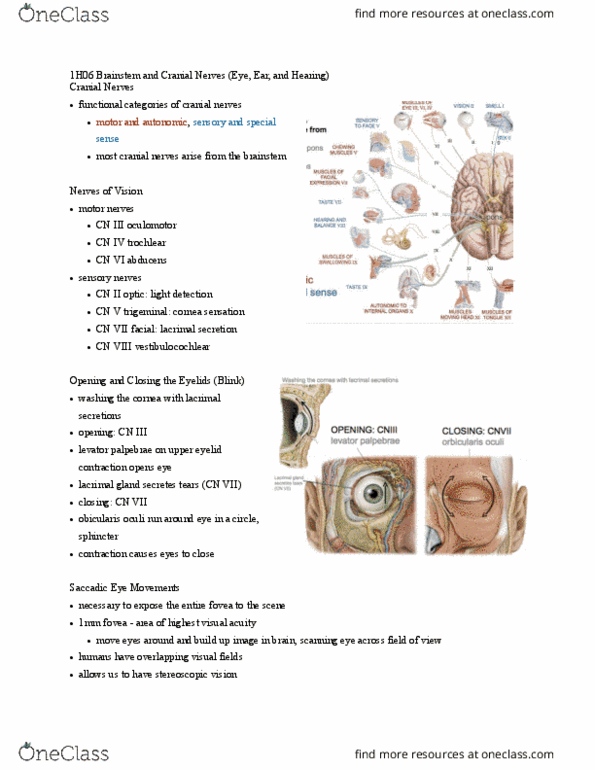 HTHSCI 1H06 Lecture Notes - Lecture 12: Stereopsis, Cranial Nerves, Visual Acuity thumbnail