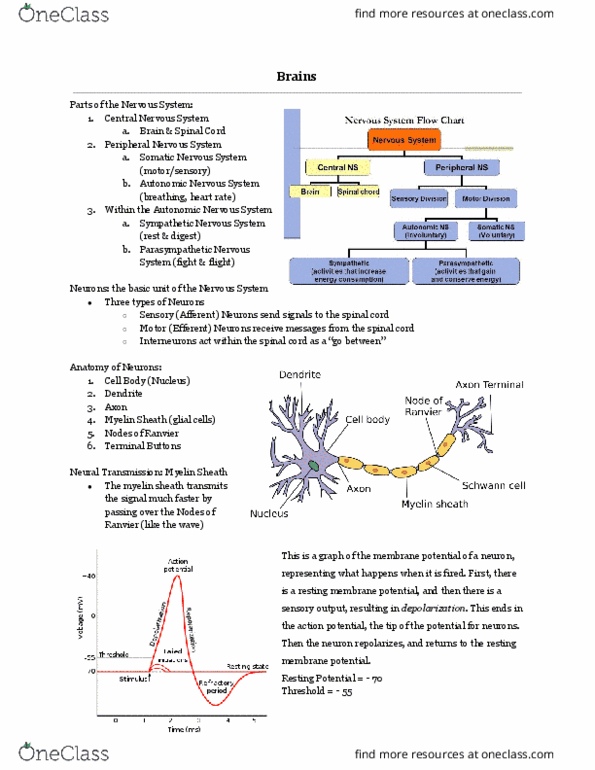 L33 Psych 100B Lecture Notes - Lecture 3: Resting Potential, Autonomic Nervous System, Peripheral Nervous System thumbnail