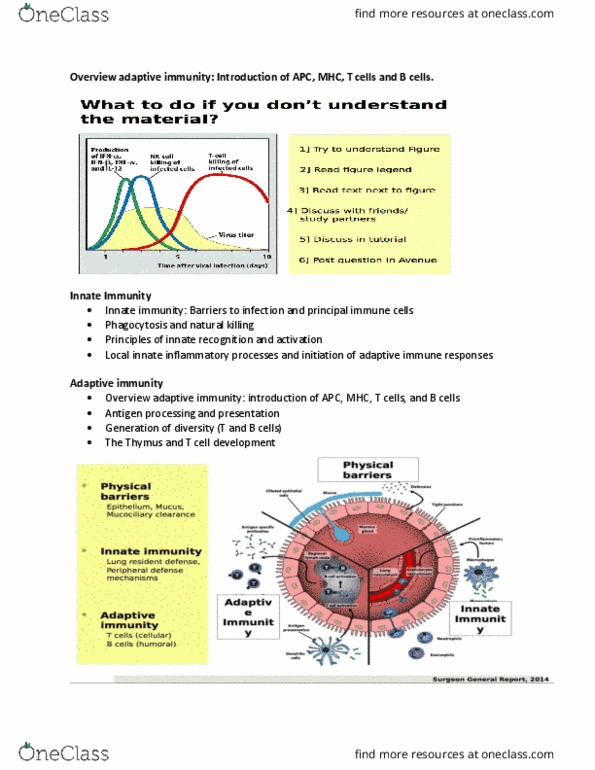 HTHSCI 3I03 Lecture Notes - Lecture 7: Innate Immune System, Antigen-Presenting Cell, Antigen Processing thumbnail