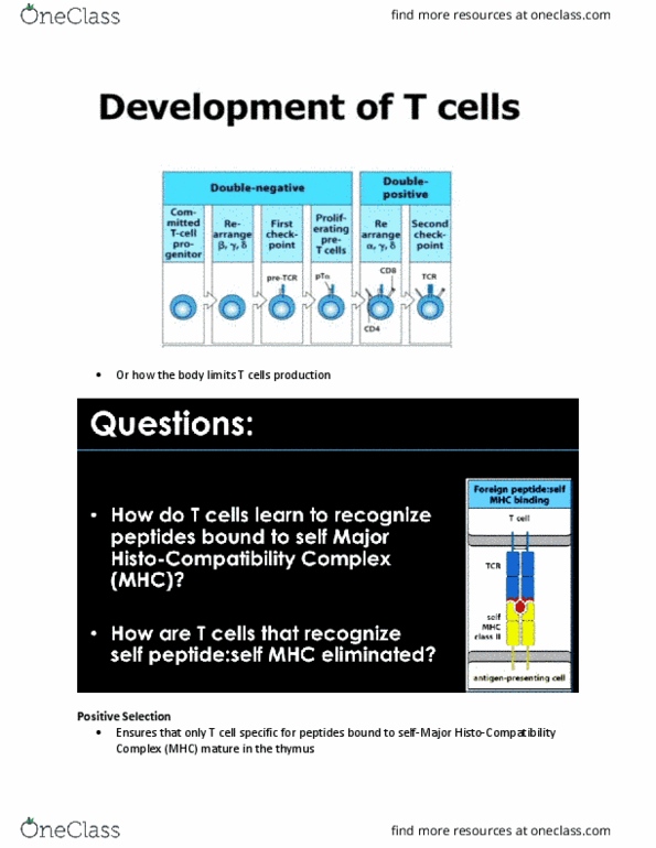 HTHSCI 3I03 Lecture Notes - Lecture 10: Antigen-Presenting Cell, Homeostasis, Macrophage thumbnail