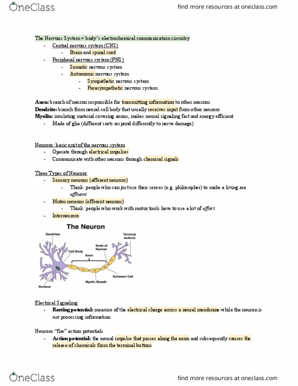 PSY100H1 Lecture Notes - Lecture 7: Peripheral Nervous System, Dendrite, Acetylcholine thumbnail