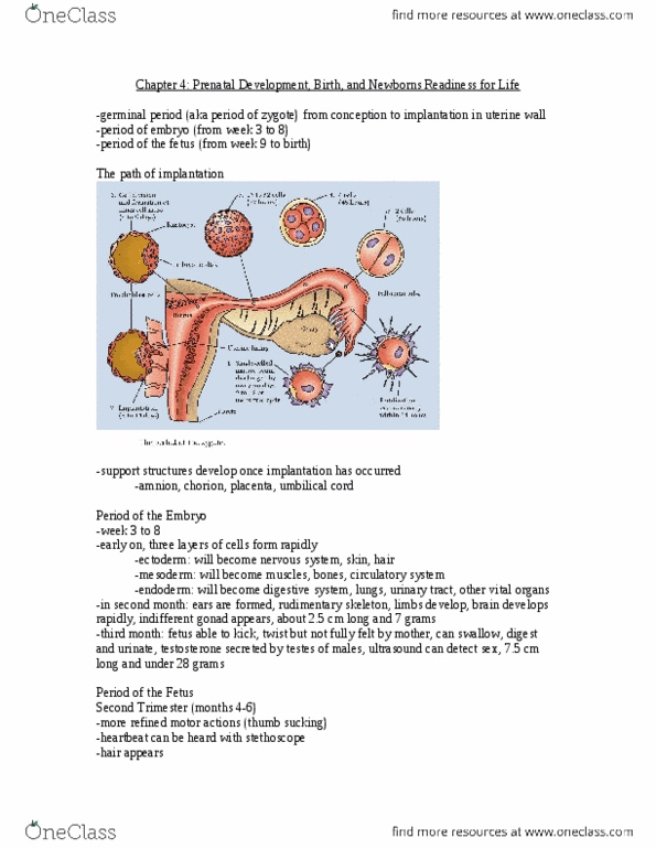 Psychology 2040A/B Chapter Notes - Chapter 4: Xeroderma, Umbilical Cord, Prenatal Development thumbnail