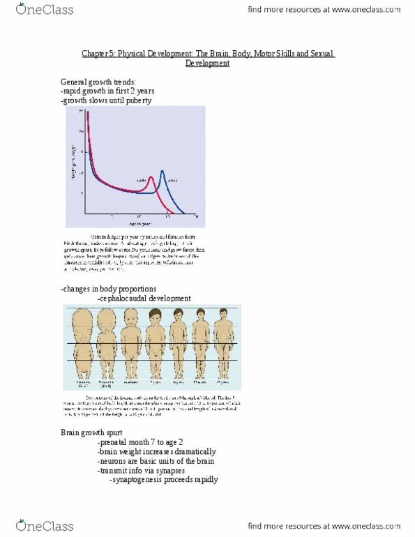 Psychology 2040A/B Chapter Notes - Chapter 5: Prenatal Development, Frontal Lobe, Synaptogenesis thumbnail