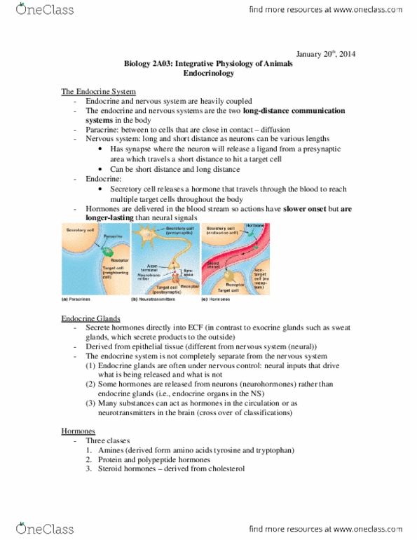 BIOLOGY 2A03 Lecture Notes - Pituitary Gland, Catecholamine, Exocytosis thumbnail