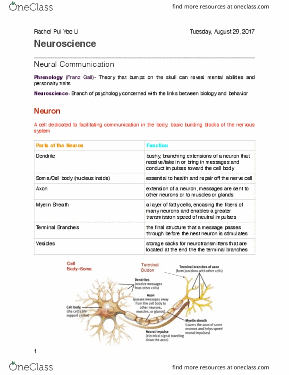 PSYCH 100 Lecture Notes - Lecture 8: Neuron, Myelin, Dendrite thumbnail