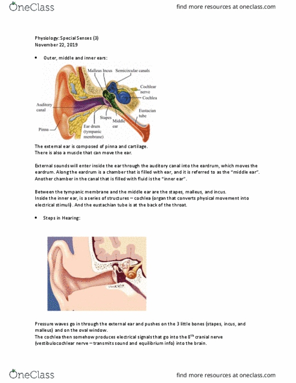 PHYL 2041 Lecture Notes - Lecture 7: Vestibulocochlear Nerve, Eustachian Tube, Oval Window thumbnail