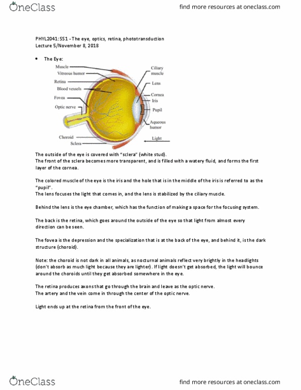 PHYL 2041 Lecture Notes - Lecture 5: Ciliary Muscle, Choroid, Sclera thumbnail