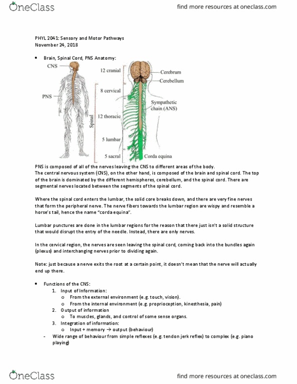 PHYL 2041 Lecture Notes - Lecture 1: Spinal Cord, Proprioception, The Nerves thumbnail