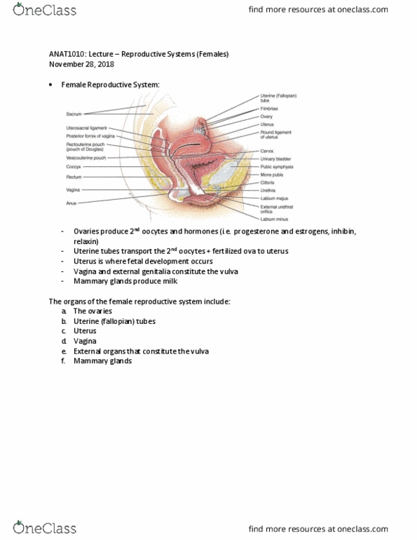 ANAT 1010 Lecture Notes - Lecture 8: Fallopian Tube, Vulva, Relaxin thumbnail